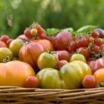 iHeirloomTomatoes Heirloom Vegetables